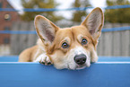 liegender Welsh Corgi Cardigan