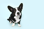 Welsh Corgi Cardigan Rde