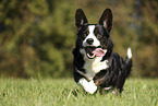 Welsh Corgi Cardigan Rde