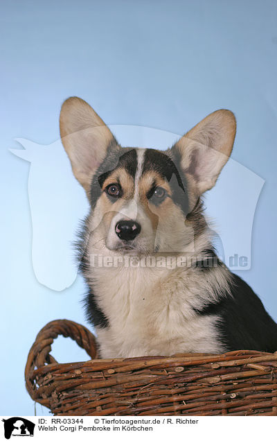 Welsh Corgi Pembroke im Krbchen / RR-03344