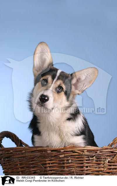 Welsh Corgi Pembroke im Krbchen / RR-03345