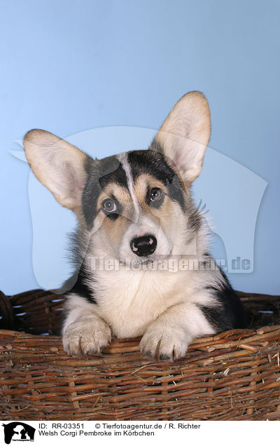 Welsh Corgi Pembroke im Krbchen / RR-03351