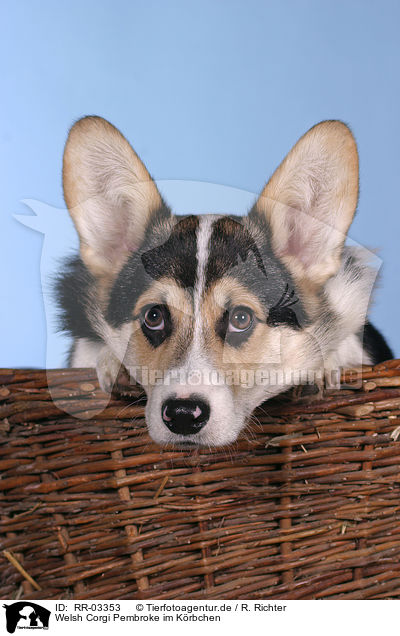 Welsh Corgi Pembroke im Krbchen / RR-03353