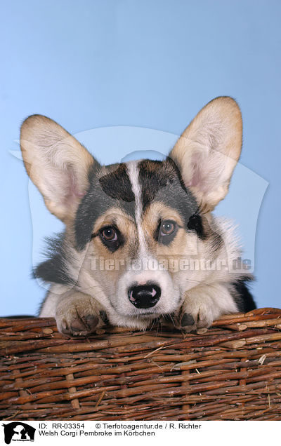 Welsh Corgi Pembroke im Krbchen / in the basket / RR-03354