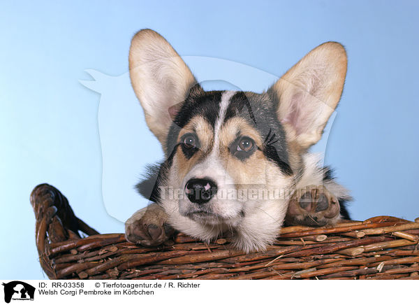 Welsh Corgi Pembroke im Krbchen / in the basket / RR-03358