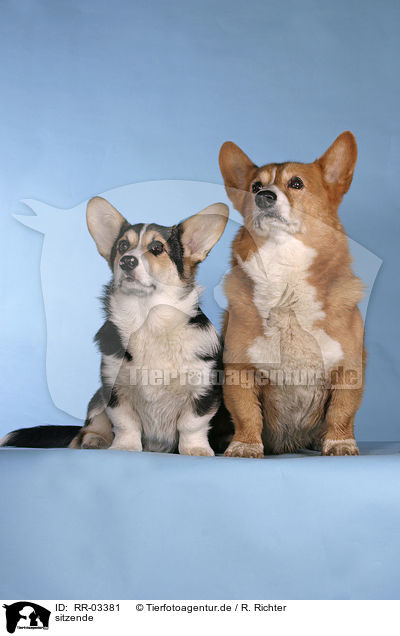 sitzende / sitting Welsh Corgi Pembrokes / RR-03381