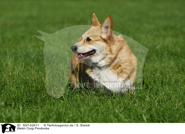 Welsh Corgi Pembroke / SST-02611