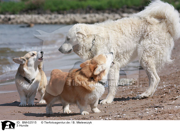 3 Hunde / 3 dogs / BM-02515