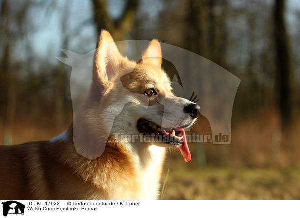 Welsh Corgi Pembroke Portrait / KL-17922