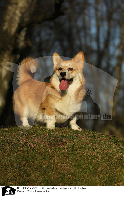 Welsh Corgi Pembroke / KL-17923