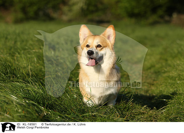 Welsh Corgi Pembroke / KL-18581