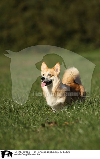 Welsh Corgi Pembroke / KL-18965