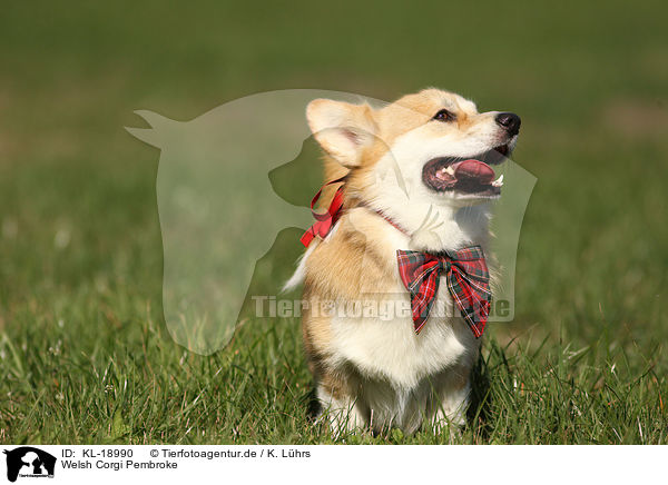 Welsh Corgi Pembroke / KL-18990