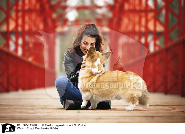 Welsh Corgi Pembroke Rde / SZ-01268