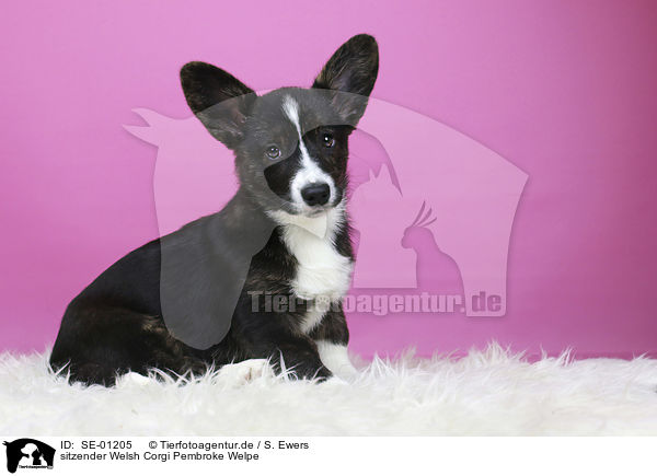 sitzender Welsh Corgi Pembroke Welpe / SE-01205