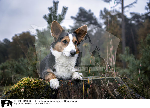 liegender Welsh Corgi Pembroke / lying Welsh Corgi Pembroke / SIB-01033