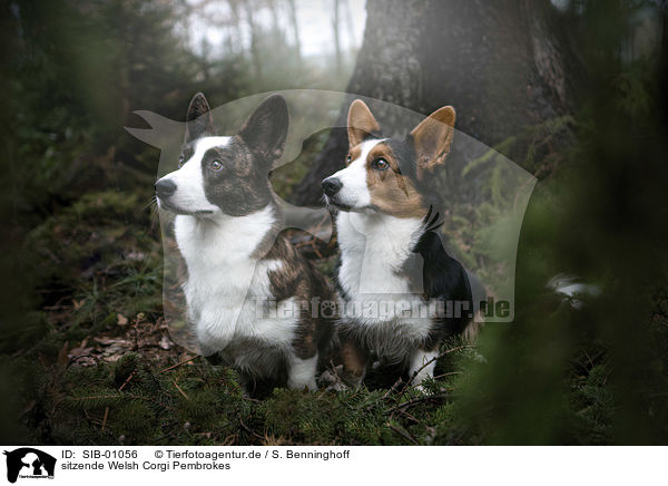 sitzende Welsh Corgi Pembrokes / sitting Welsh Corgi Pembrokes / SIB-01056