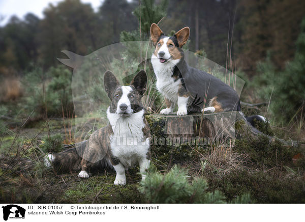 sitzende Welsh Corgi Pembrokes / sitting Welsh Corgi Pembrokes / SIB-01057