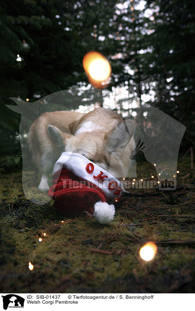 Welsh Corgi Pembroke / Welsh Corgi Pembroke / SIB-01437