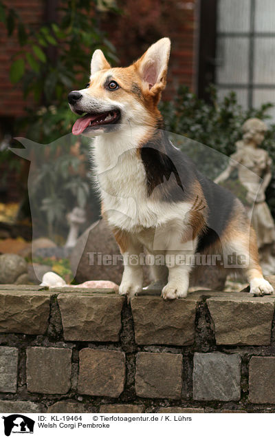 Welsh Corgi Pembroke / Welsh Corgi Pembroke / KL-19464