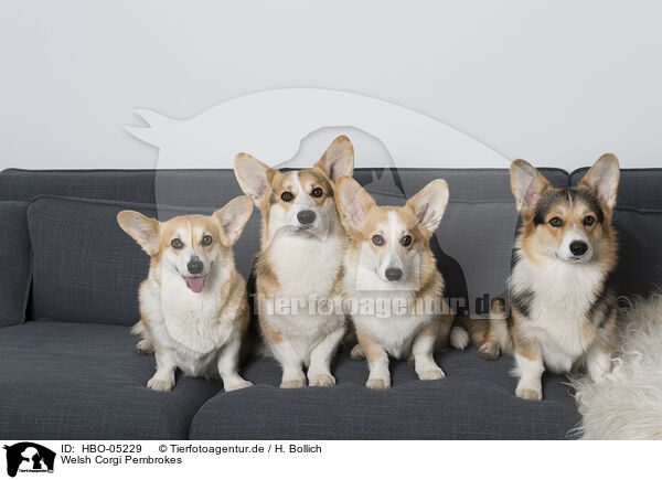 Welsh Corgi Pembrokes / HBO-05229