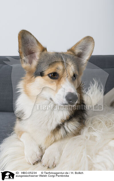 ausgewachsener Welsh Corgi Pembroke / HBO-05234