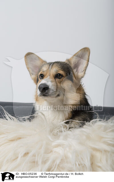 ausgewachsener Welsh Corgi Pembroke / HBO-05236