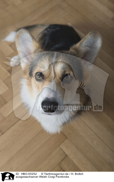 ausgewachsener Welsh Corgi Pembroke / HBO-05252