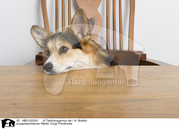 ausgewachsener Welsh Corgi Pembroke / HBO-05291