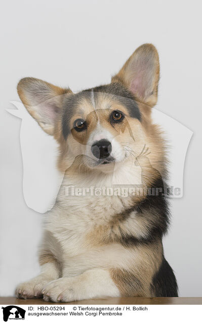 ausgewachsener Welsh Corgi Pembroke / HBO-05294
