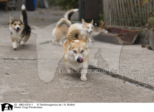 Welsh Corgi Pembrokes / HBO-05311