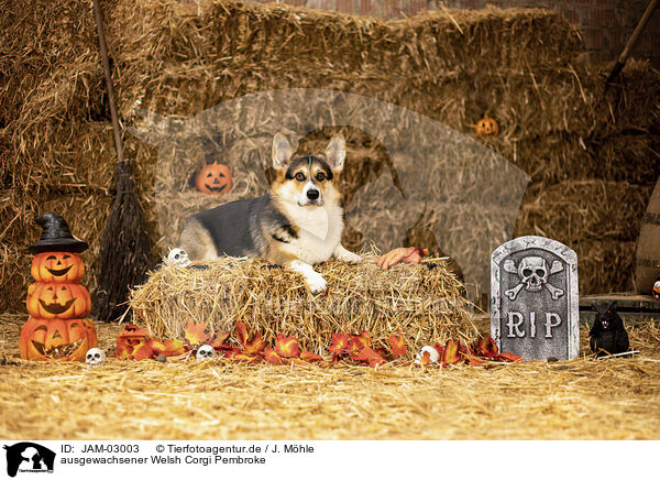ausgewachsener Welsh Corgi Pembroke / adult Welsh Corgi Pembroke / JAM-03003