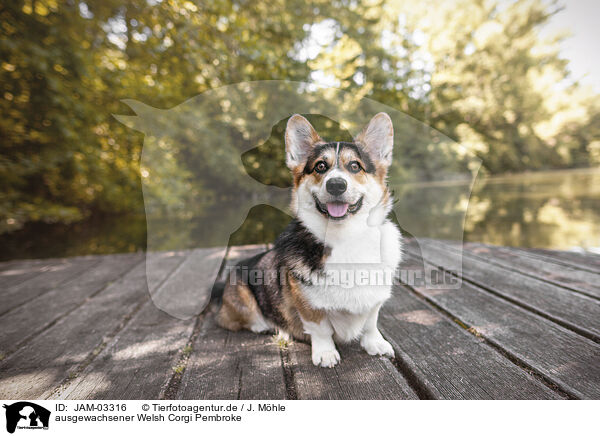 ausgewachsener Welsh Corgi Pembroke / JAM-03316