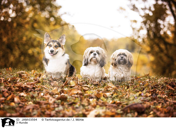 3 Hunde / 3 dogs / JAM-03594