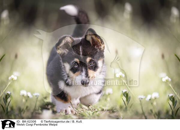 Welsh Corgi Pembroke Welpe / BK-02306