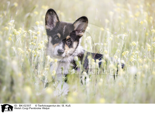 Welsh Corgi Pembroke Welpe / BK-02307