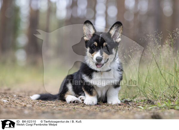 Welsh Corgi Pembroke Welpe / Welsh Corgi Pembroke Puppy / BK-02310