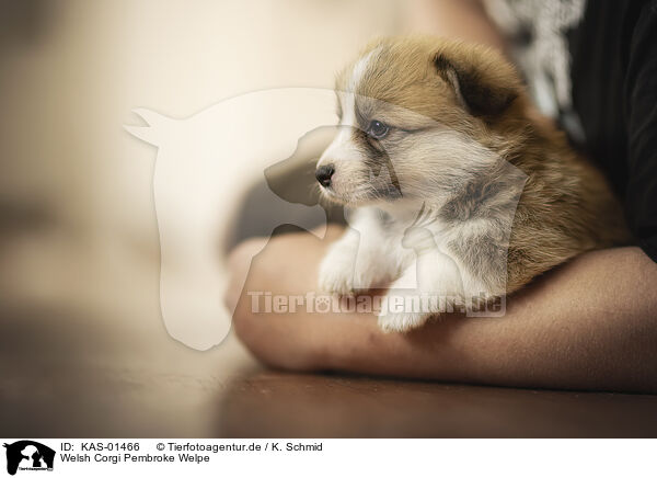 Welsh Corgi Pembroke Welpe / Welsh Corgi Pembroke puppy / KAS-01466