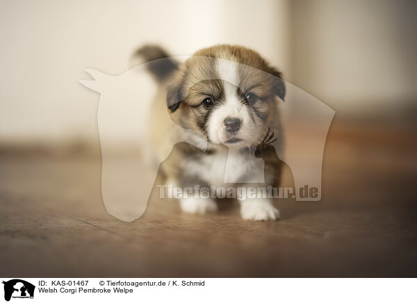 Welsh Corgi Pembroke Welpe / Welsh Corgi Pembroke puppy / KAS-01467