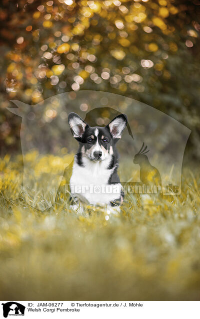 Welsh Corgi Pembroke / JAM-06277