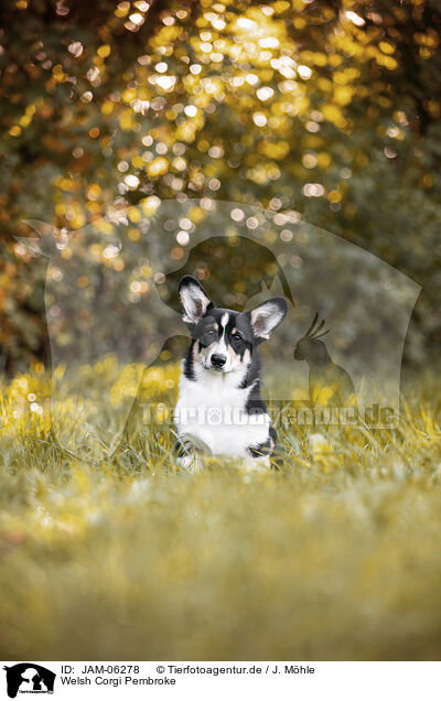 Welsh Corgi Pembroke / JAM-06278