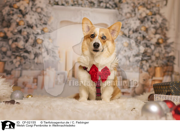Welsh Corgi Pembroke in Weihnachtsdeko / Welsh Corgi Pembroke in christmas decoration / CF-02155