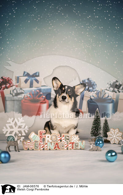Welsh Corgi Pembroke / Welsh Corgi Pembroke / JAM-06576