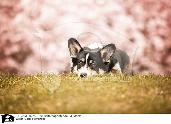 Welsh Corgi Pembroke / Welsh Corgi Pembroke / JAM-06740