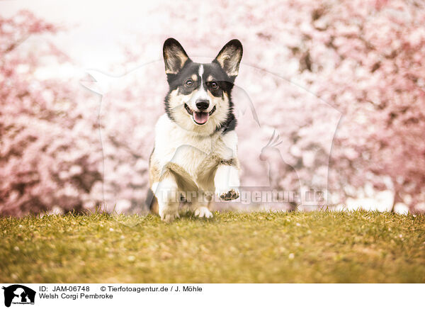 Welsh Corgi Pembroke / Welsh Corgi Pembroke / JAM-06748