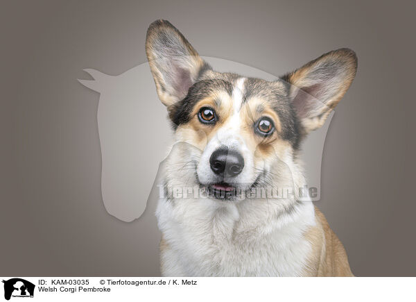 Welsh Corgi Pembroke / Welsh Corgi Pembroke / KAM-03035