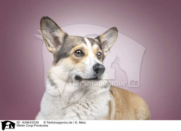 Welsh Corgi Pembroke / Welsh Corgi Pembroke / KAM-03038