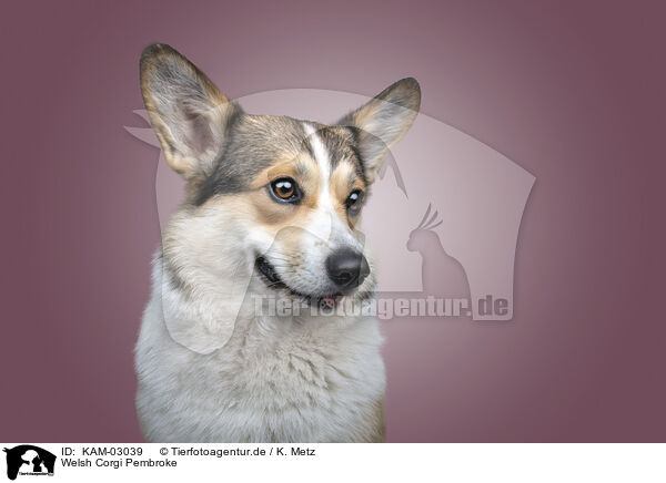 Welsh Corgi Pembroke / Welsh Corgi Pembroke / KAM-03039