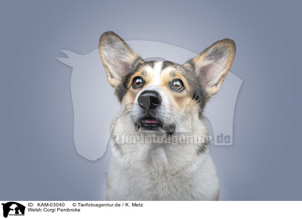 Welsh Corgi Pembroke / Welsh Corgi Pembroke / KAM-03040