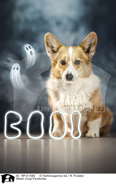 Welsh Corgi Pembroke / Welsh Corgi Pembroke / RP-01489